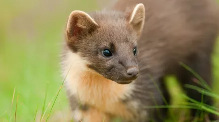 Pine marten close up