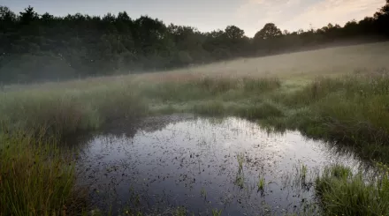 Pond in a misty field