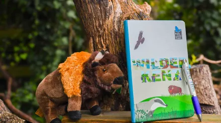 Bison donation pack for save our woodlands campaign including bison soft toy, notebook and pen