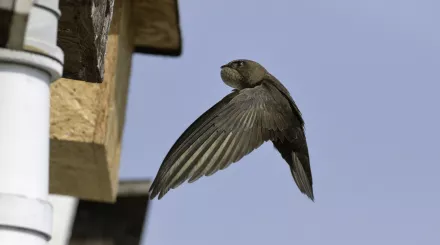 A swift flying to a nest box attached to the eaves of a cottage with its throat pouch bulging with insects it has caught to feed its chicks 