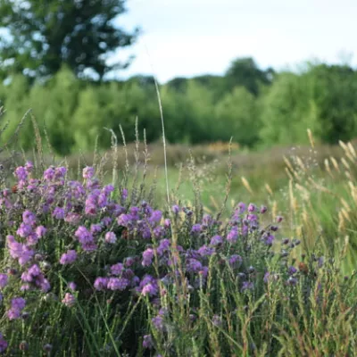 Cross-leaved heath at Hothfield Heathland