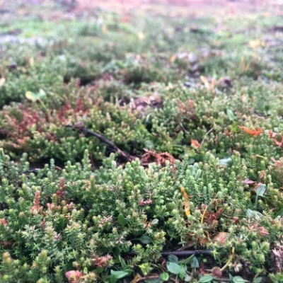 Heath restoration work has left open patches of ground where young heather seedlings have taken hold.