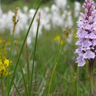 A heath spotted orchid