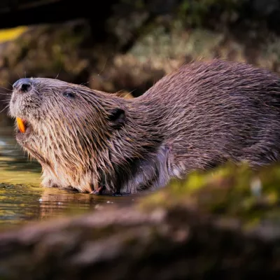 Animal category commendation - Greg Bessant, 'Sunset Bathing'