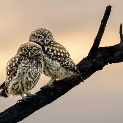 Bird category commendation - Lynne Overett, 'Little Owl Brothers'