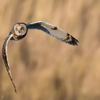 Bird category commendation - Tracey Mantle, 'On the Hunt'