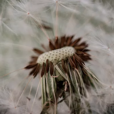 Plants category commendation - Hannah Austen, 'Dandelion Macro'