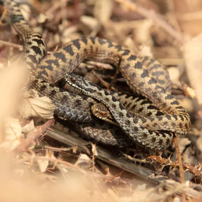 Overall competition winner - Matt Smith, 'Snakes and Adders'