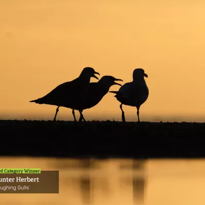 Bird Category Winner: Hunter Herbert