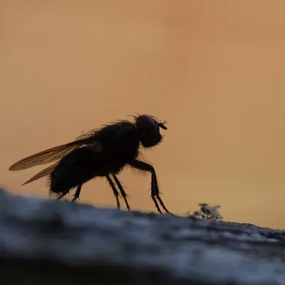 Insect category winner - Louise Spratt, 'Contemplating a Life of Dustbins'