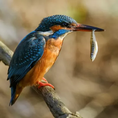 Wilder Rivers, Lakes and Wetlands - WINNER and OVERALL WINNER- Anthony Hurren