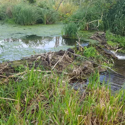 Beaver dam at Ham Fen.