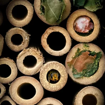 Leafcutter bee