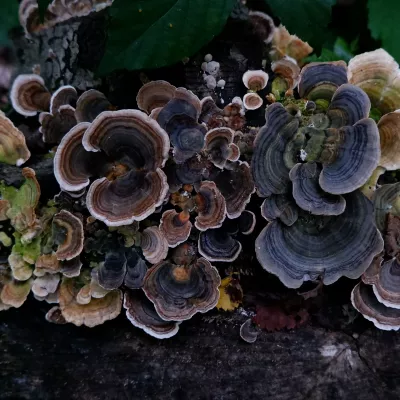 A profusion of Trametes versicolor (turkey tail) fungus on a log displaying many colours.