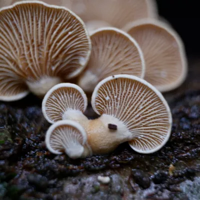 The underside of a group of bitter oysterlings (Panellus stipticus) on a fallen branch. The image shows the milky exudation on the gill edges.