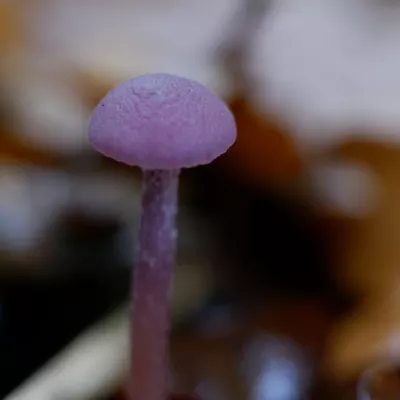 The small amethyst deceiver (Laccaria amethystina) mushroom poking its head out of the soil.