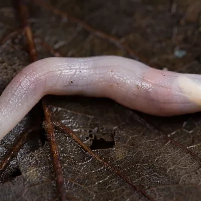 A ghost slug, so pale it almost appears translucent, sliming its way across a dark brown leaf.