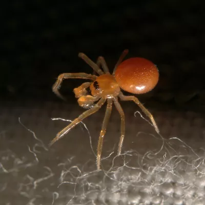 A goblin spider, tiny and pale pink.