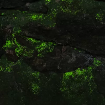 A patch of goblin's gold, a luminous green moss, growing on a stone wall and glowing in the near darkness.