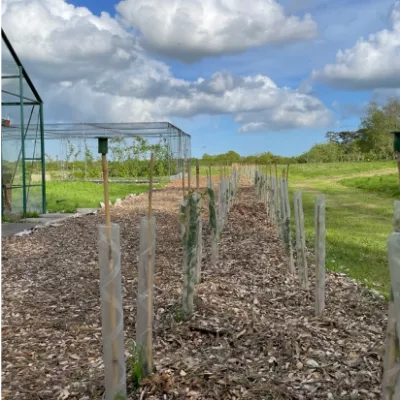 Planted hedgerow Lynsted Kitchen Garden.