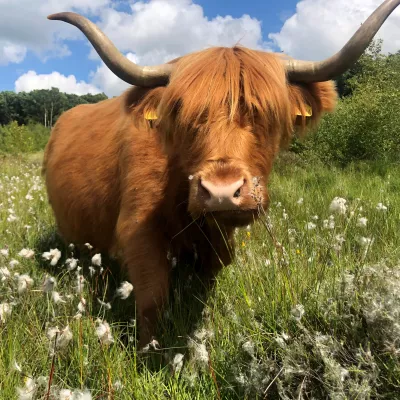 Highland cattle in Hothfield Heathlands bog.