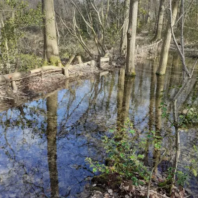 Leaky dams at the Blean