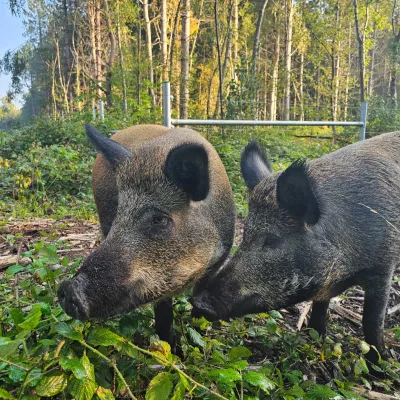 Two Iron-age pigs at West Blean and Thornden Woods.