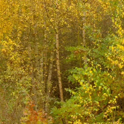 Lodge hill in autumn.