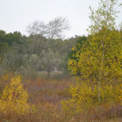 Lodge hill in autumn.