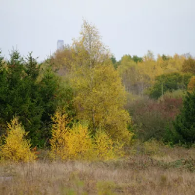 Lodge hill in autumn.