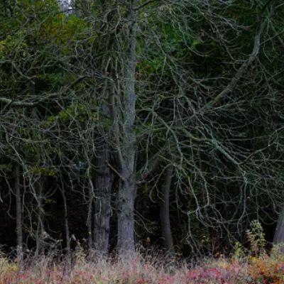 Lodge hill in autumn.