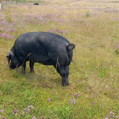 Large Black Pig on grassland.