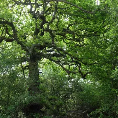 Trees at Lodge Hill