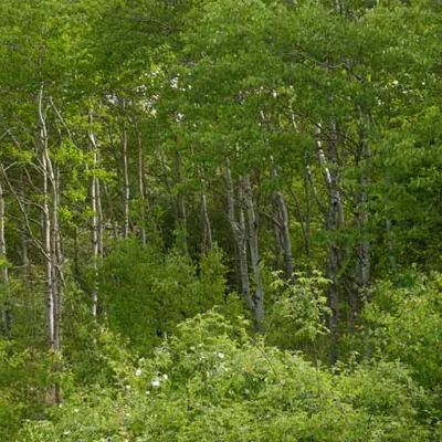 Spring greenery at Lodge Hill