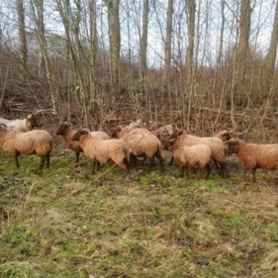 Manx sheep