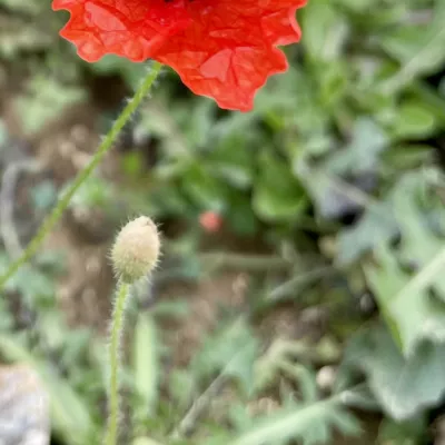 Poppy