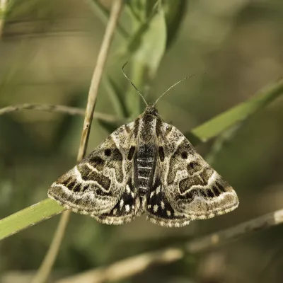 Mother shipton moth.