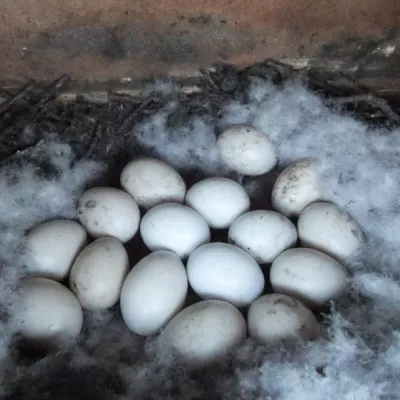 Owl eggs