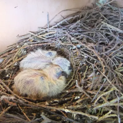 Hatched owl chicks sleeping in a nest.