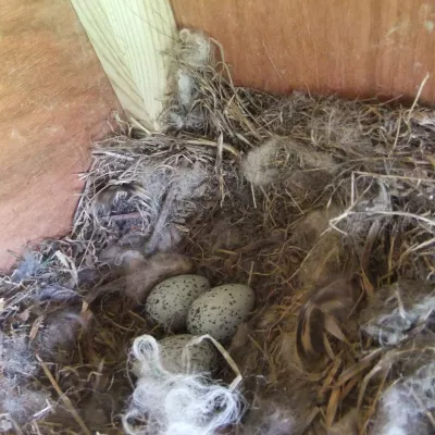 Only three eggs left in the owl nest after some have hatched.