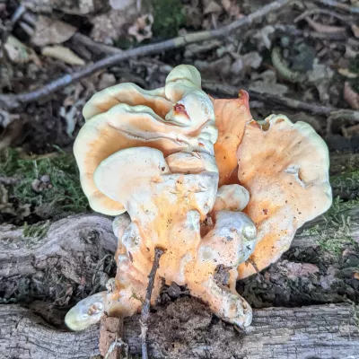 Chicken of the woods mushroom (Laetiporus sulphureus) is very brightly coloured and easy to spot from afar in the woods.