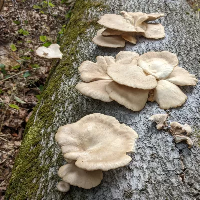 Pleurotus ostreatus, oyster mushrooms sprouting all over the log of a felled beech branch.