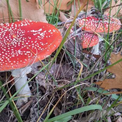 Amanita muscaria mushroom or fly agaric clearly showing the skirt on its stem and warts on its cap.