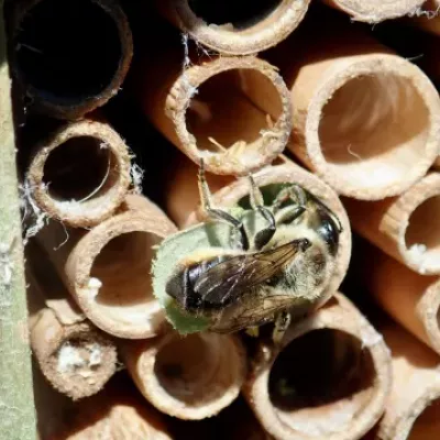 Patchwork leafcutter bee