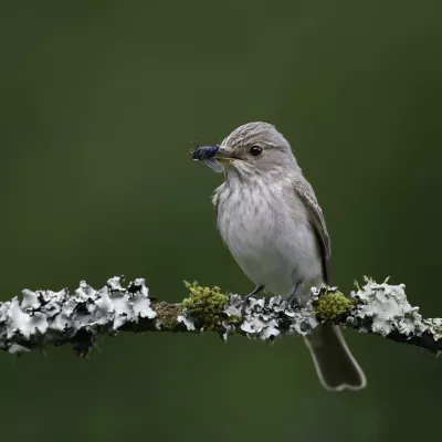 Spotted flycatcher