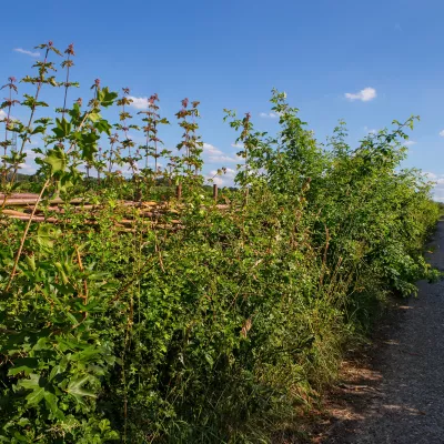 Farm hedgerow