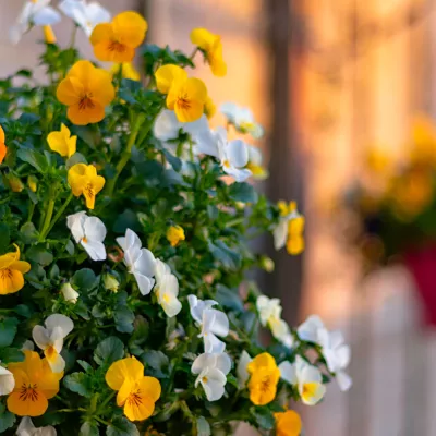 Hanging basket ideas