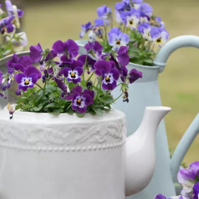 Sweet violets in tea pots