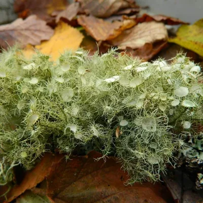 Witches' whiskers lichen, a sprawling tangle of pale green strands.