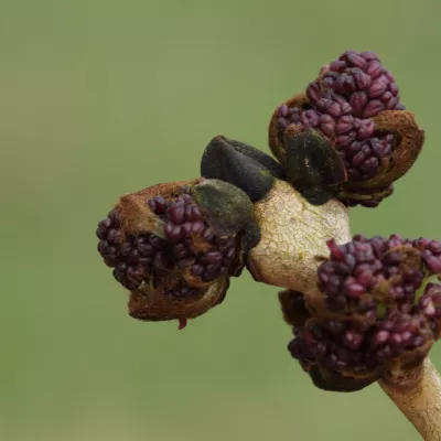 Ash flowers on bare bark.